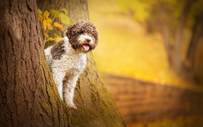 Perro de Agua espa&#241;ol, el bosque, el rizado de perros, mascotas, perros, divertido perro, animales lindos