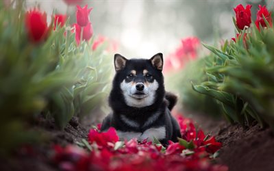Shiba Inu, red tulips, pets, cute dog, black Shiba Inu, dogs, Shiba Inu Dog