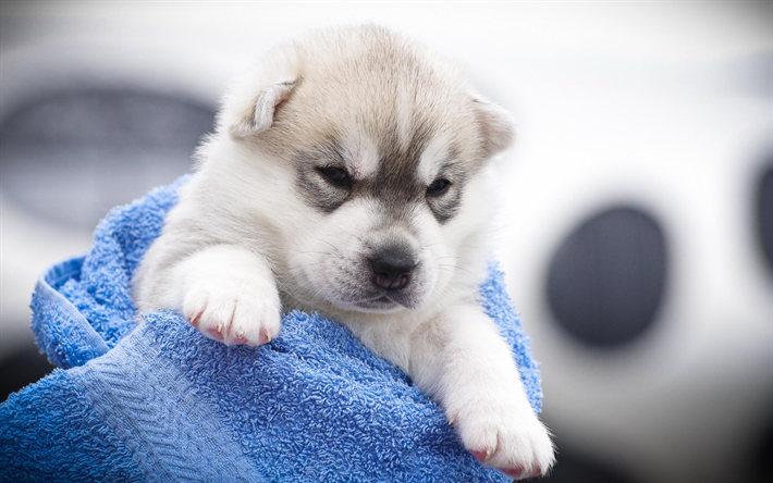Husky Perro, cachorro, close-up, mascotas, Husky Siberiano, peque&#241;o Husky, perros Husky
