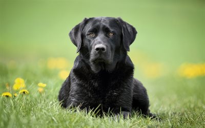 Labrador preto, 4k, gramado, retriever preto, cachorros, animais fofos, animais de estima&#231;&#227;o, labradores, c&#227;o preto