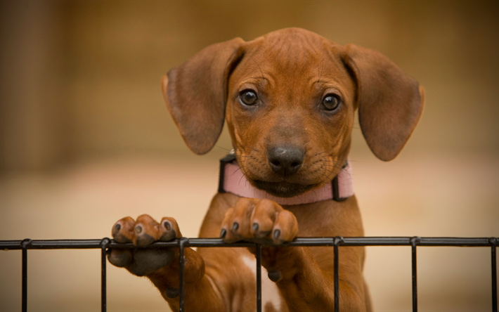 Rhodesian Ridgeback, chiot, animaux de compagnie, close-up, des chiens, des animaux mignons, Rhodesian Ridgeback Dog