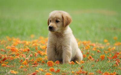 golden retriever, small puigist puppy, green grass, cute little animals, dogs, puppies, dog breeds