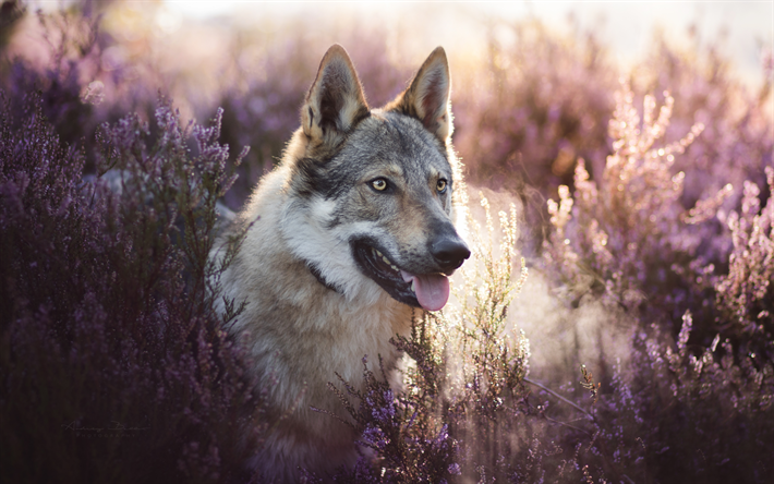 wolfshund, lavendel, feld, sonnenuntergang, haustiere, hunde, niedlich, tiere, wolfshund hund