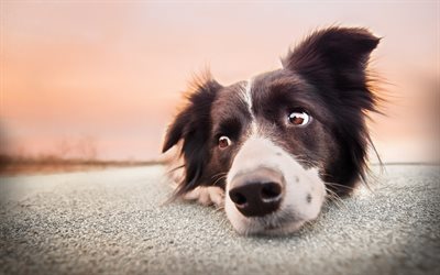 Border Collie, road, close-up, pets, cute animals, black border collie, dogs, Border Collie Dog