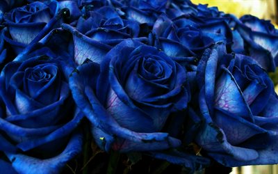 blue roses, buds, bouquet, close-up, roses, blue flowers