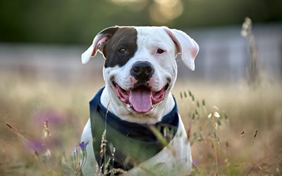 american pit bull terrier, white black dog, muzzle, dog breeds, pets