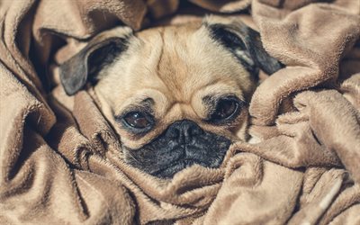 Pug, little puppy, blanket, cute little animals, breed of decorative dogs