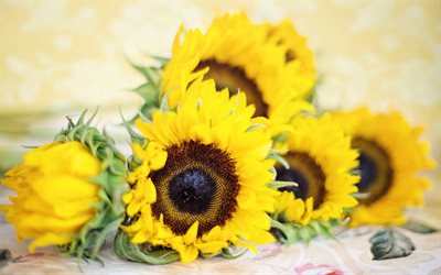 los girasoles, flores grandes de color amarillo, flores, p&#233;talos amarillo