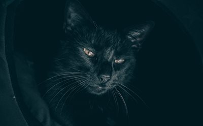 Bombay Cat, 4k, pets, black cat, darkness, domestic cat, cats, Bombay
