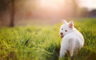 Samoyed, small white puppy, green grass, white fluffy dog, evening, sunset, cute little animals