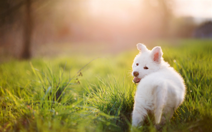 Samoyed, 小さな白いのパピー, 緑の芝生, 白いふわふわの犬, 夜, 夕日, かわいい小動物