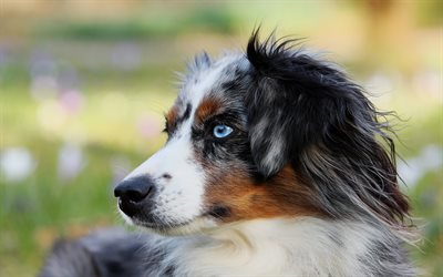 Border Collie, cute dogs, pets, muzzle, blue eyes, British dog breeds