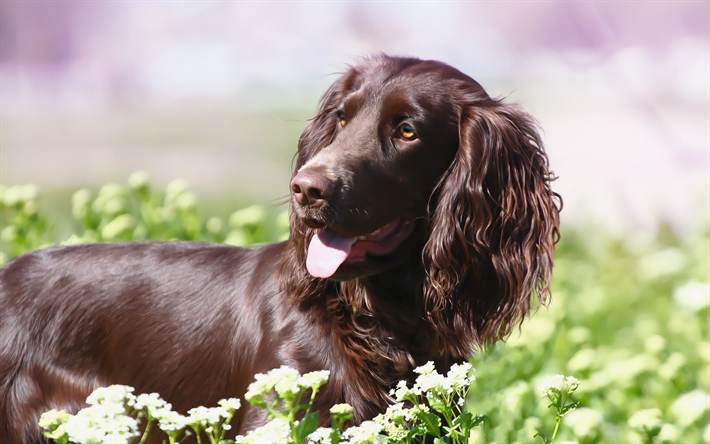 brown spaniel, mascotas, perros lindos, la hierba verde, la primavera de campo de las flores, de perrito