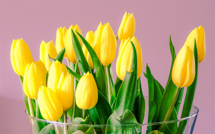 tulipes jaunes, fond rose, fleurs de printemps, les tulipes, beau jaune, bouquet, fond floral