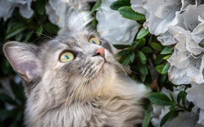 Siberian cat, gray fluffy cat, pets, big green eyes, cute animals, cats
