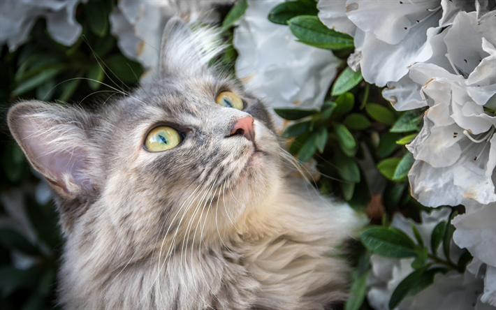 die sibirische katze, grau flauschige katze, haustiere, gro&#223;e gr&#252;ne augen, niedliche tiere, katzen