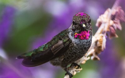 4k, Hummingbird, osk&#228;rpa, vilda djur, close-up, black bird, Trochilidae, svart Kolibri