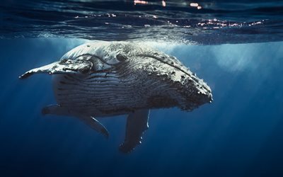 Humpback whale, ocean, underwater world, whales, Megaptera novaeangliae