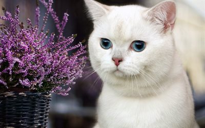 British shorthair white cat, blue eyes, domestic cats, cute animals, cats