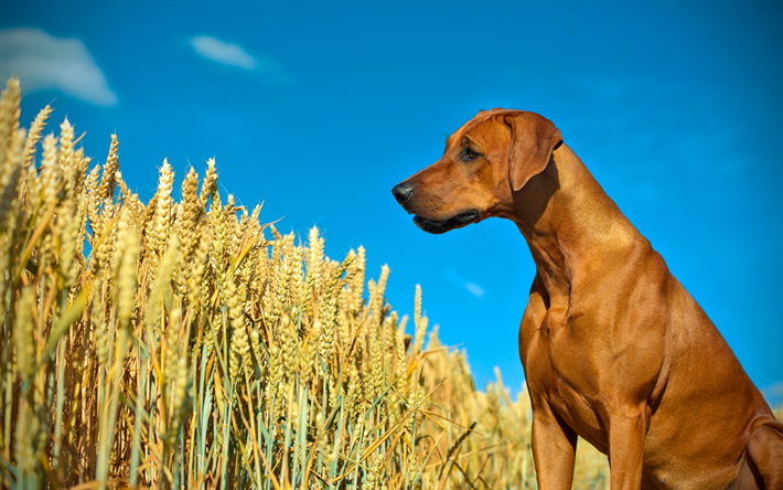 روديسيا Ridgebacks, 4k, كلب حزين, الحيوانات الأليفة, حقل القمح, الكلاب, روديسيا Ridgebacks الكلب