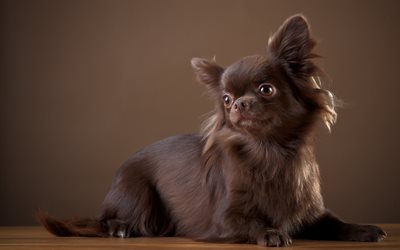 Chihuahua, small brown dog, brown puppy, pets, cute little animals