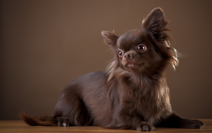 Chihuahua, pequeno cachorro marrom, brown cachorro, animais de estima&#231;&#227;o, animais bonitinho