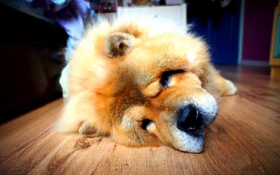 Chow Chow Dog, close-up, furry dog, pets, Songshi Quan, cute dogs, dogs, Chow Chow