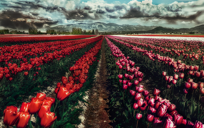 campo com tulipas, flores silvestres, tulipas cor-de-rosa, vermelho escuro tulipas, flores da primavera, paisagem de montanha