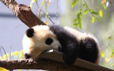 sleeping small panda, cute animals, baby panda, Ailuropoda melanoleuca, panda on branch, panda