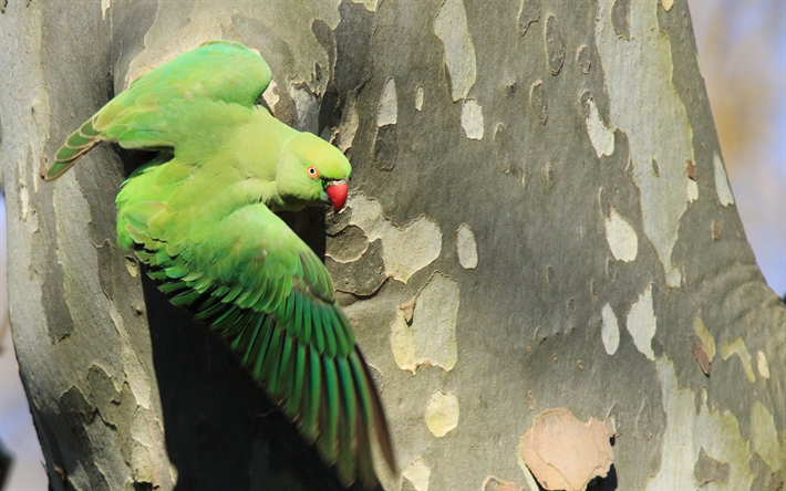 Rose cerchi parrocchetto, grande pappagallo verde, asia, bello verde degli uccelli, pappagalli
