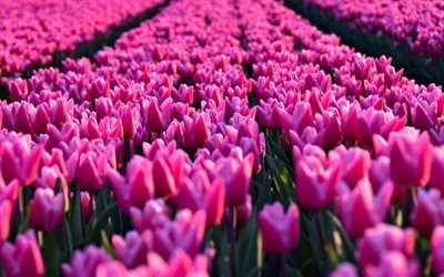 field of pink tulips, spring pink flowers, tulips, wildflowers, morning, sunrise, Netherlands