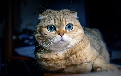 4k, Scottish Fold, cat with blue eyes, domestic cat, pets, ginger cat, cute animals, cats