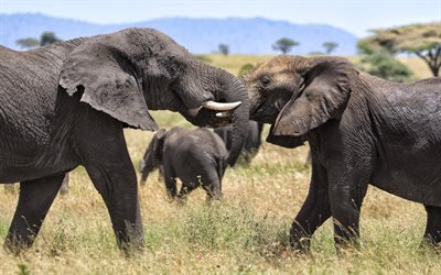 lauma norsuja, Afrikka, savanna, norsuja, wildlife, luonnonvaraisten eläinten