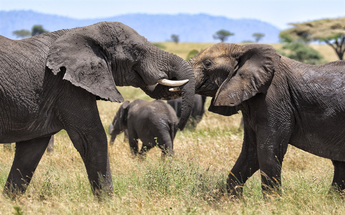 elephants herd, Africa, savanna, elephants, wildlife, wild animals