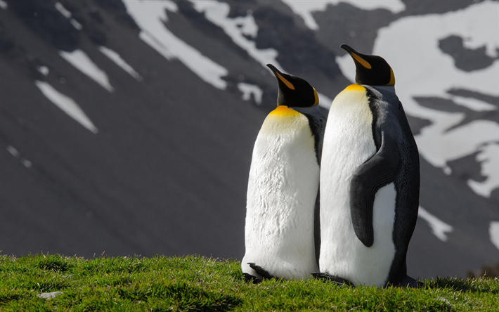 King penguins, green grass, penguins couple, flightless birds, penguins, Aptenodytes patagonicus