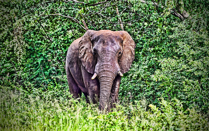 elefante, HDR, fauna selvatica, l&#39;elefante africano, savana, elefanti, Africa, Elephantidae