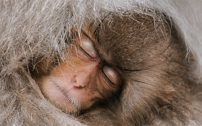 Japanese macaque, sleeping monkey, close-up, snow monkey, macaques, Macaca fuscata