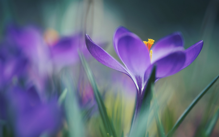 Crochi, viola, fiore di primavera, blur, fiori viola, viola crochi