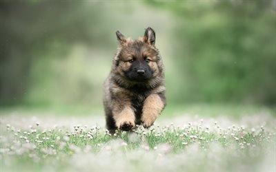 Running German Shepherd, puppy, summer, pets, cute animals, Small German Shepherd, bokeh, German Shepherd, dogs, German Shepherd Dog