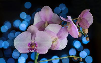 4k, violet orchids, macro, violet flowers, flora, bokeh, Orchidaceae, orchids, Phalaenopsis