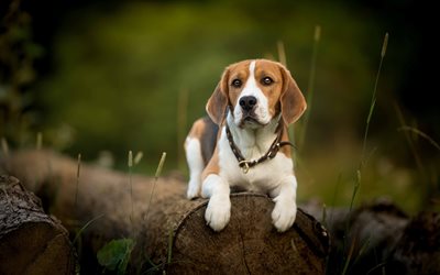 Beagle, forest, bokeh, dogs, cute animals, pets, Beagle Dog