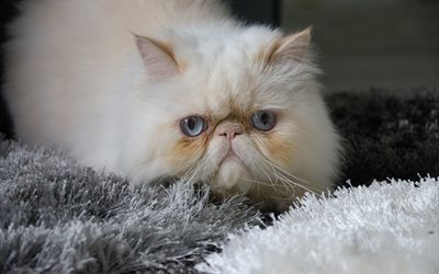 القط الفارسي, القط أبيض رقيق, الحيوانات لطيف, الحيوانات الأليفة, القط مع عيون رمادية