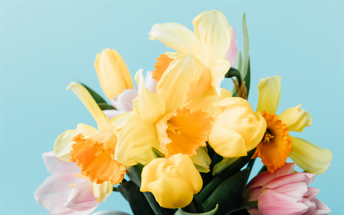 spring bouquet, yellow daffodils, pink tulips, bouquet on a blue background, beautiful flowers
