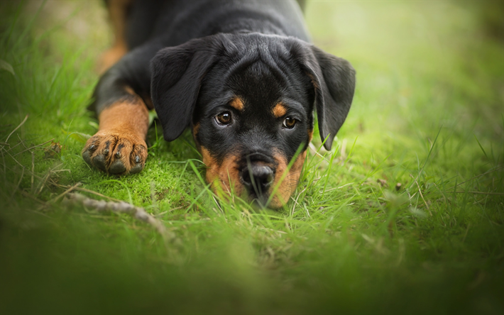 Rottweiler, green grass, close-up, animaux de compagnie, chiot, small rottweiler, chiens, cute animals, Chien Rottweiler