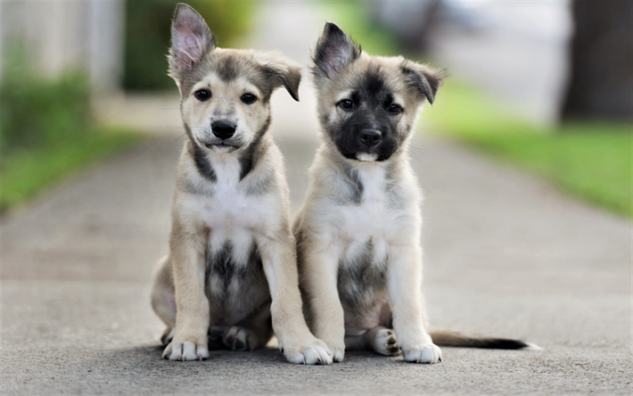 gris lindo cachorros, la amistad, los conceptos, las peque&#241;as gris de perros, mascotas