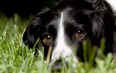 Border Collie, close-up, mascotas, animales lindos, hierba, black border collie, perros Border Collie Perro