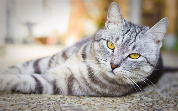 gato cinzento, olhos verdes, Bobtail Americano, animais fofos, animais de estima&#231;&#227;o, gatos