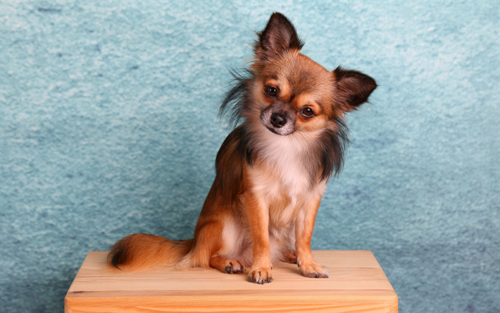 Chihuahua, pequeno cachorro marrom, cadeira de madeira, fundo azul, animais de estima&#231;&#227;o, animais fofos, decorativos de ra&#231;as de c&#227;es