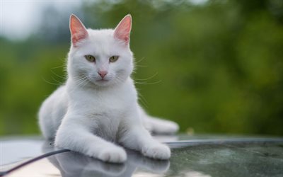 Angora Turco, animais de estima&#231;&#227;o, gatos, gato branco, close-up, Angora Turco Gato