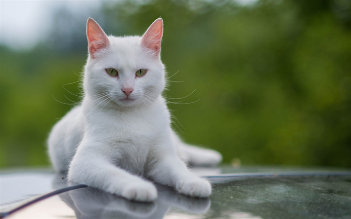 Turkish Angora, pets, cats, white cat, close-up, Turkish Angora Cat